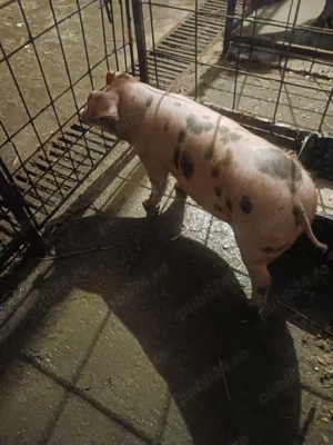 Vand scrofita  - imagine 2