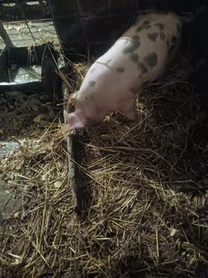 Vand scrofita  - imagine 4