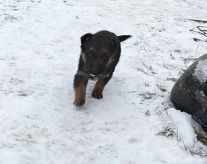 Vând pui Ciobanesc German - imagine 6