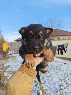 Vând pui Ciobanesc German - imagine 2