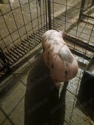 Vand scrofita  - imagine 5