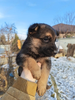 Vând pui Ciobanesc German - imagine 4