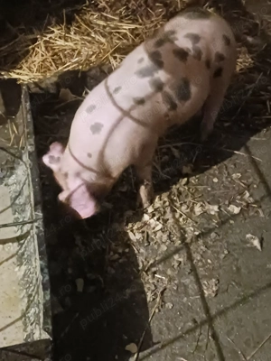 Vand scrofita  - imagine 3