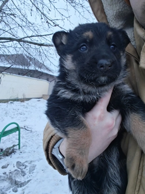 Vând pui Ciobanesc German - imagine 5