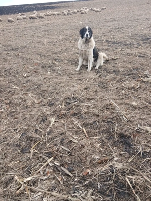 Ciobanesc De Bucovina - imagine 2