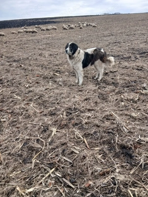 Ciobanesc De Bucovina - imagine 5