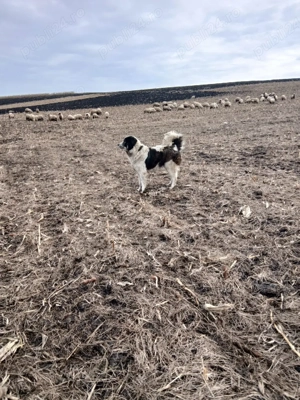 Ciobanesc De Bucovina - imagine 4