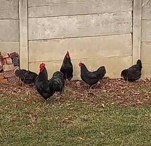 Familie 2+1 Australorp negru 2025
