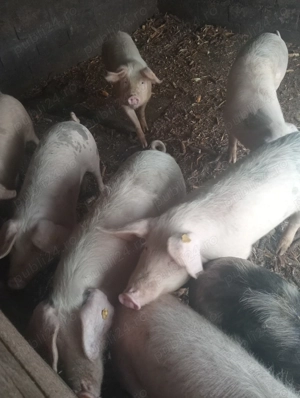 Vând porci  - imagine 5