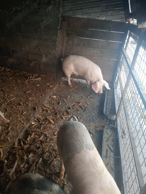 Vând porci  - imagine 4