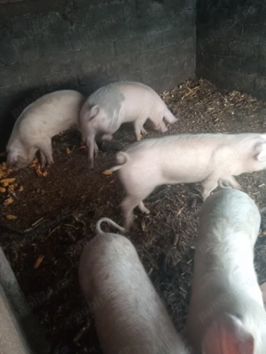 Vând porci  - imagine 2