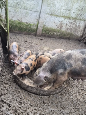 vând purcei de 2 luni 