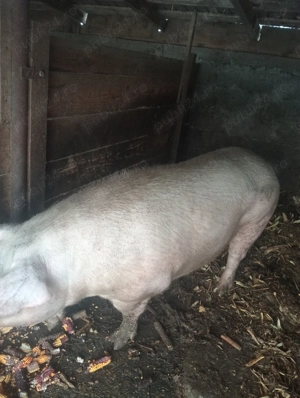 Vând porci  - imagine 3