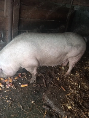 Vând porci  - imagine 2