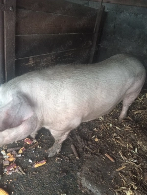 Vând porci  - imagine 4