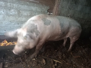 Vând porci  - imagine 2