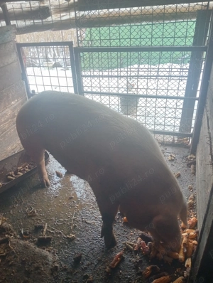 Vând porci  - imagine 3