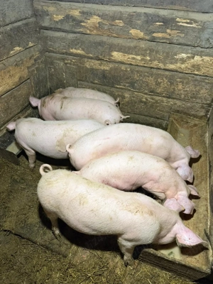 Vând purcei - imagine 4