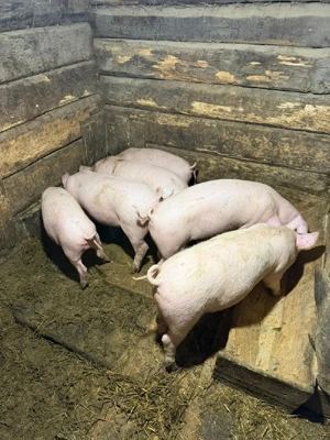 Vând purcei - imagine 5