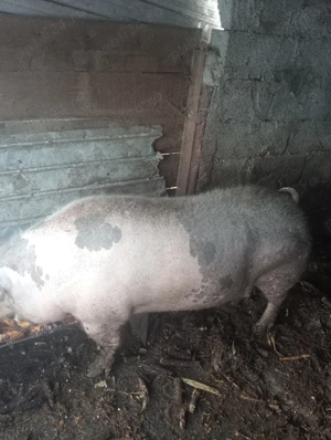 Vând porci  - imagine 4