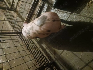 Vand scrofita - imagine 3