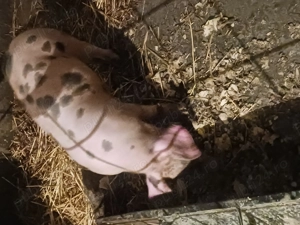 Vand scrofita - imagine 4