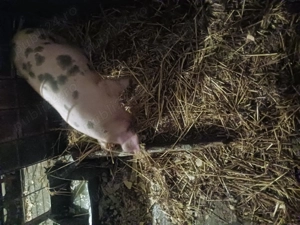 Vand scrofita - imagine 5