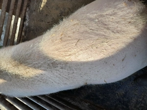 Vand porc marele alb - imagine 5