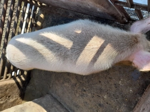 Vand porc marele alb - imagine 2