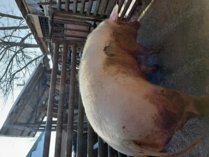 Vand porc marele alb - imagine 4