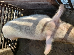 Vand porc marele alb - imagine 3