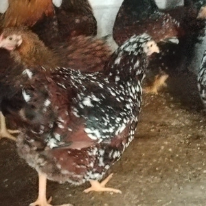 De vânzare găini wyandotte GSG si porțelan  - imagine 5