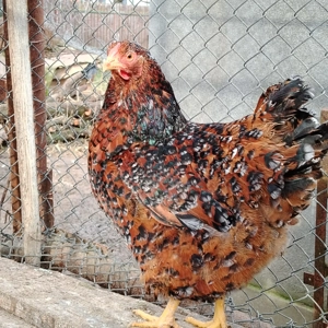 De vânzare găini wyandotte GSG si porțelan  - imagine 4