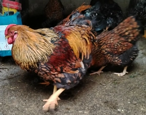 De vânzare găini wyandotte GSG si porțelan  - imagine 3