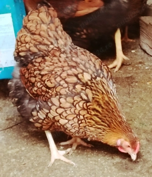 De vânzare găini wyandotte GSG si porțelan  - imagine 2