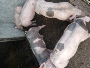 Porci de vînzare  - imagine 3