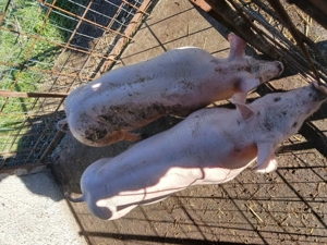 Porci de vînzare  - imagine 5