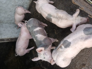 Porci de vînzare  - imagine 4