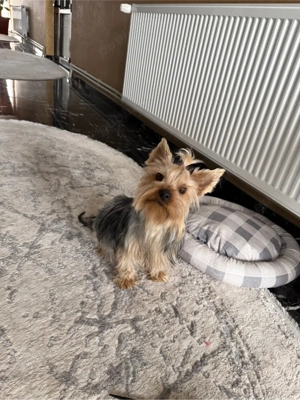 Catei Yorkshire - imagine 2