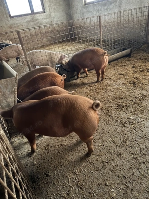 vand porci duroc - imagine 2