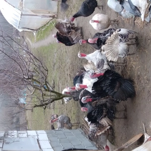 Purcei de vanzare  - imagine 5