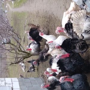 Purcei de vanzare  - imagine 4