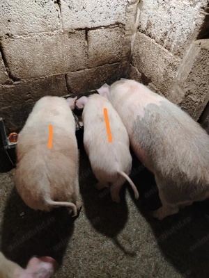 Purcei marele Alb cu duroc