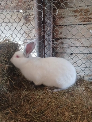 Urias de Transilvania - imagine 5