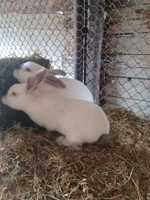 Urias de Transilvania - imagine 4