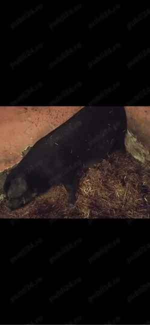 vand scrafa de a fatare de 3 luni ieste are in jur de 300 kg 