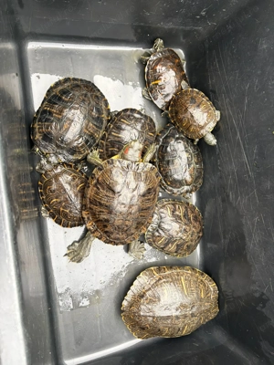 Schimb țestoase cu diverse lucruri sau cu alte animale .  