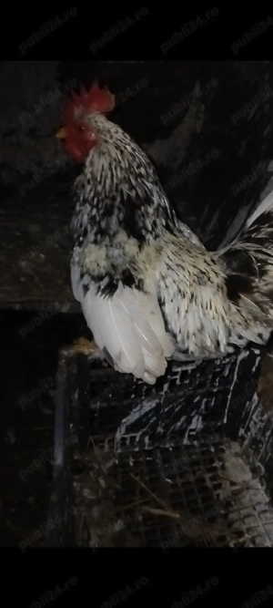 De vânzare americanii  - imagine 2