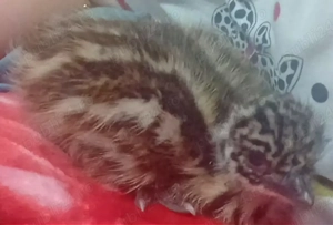 Struti EMU pui  provin din pasări selecționate!