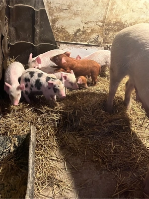 vând vier si purcei  - imagine 5